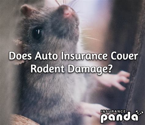Does State Farm Auto Insurance Cover Rodent Damage